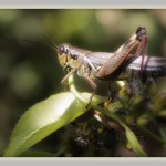 indian summer grasshopper