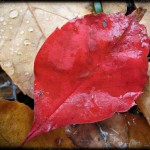 red-leaf-droplets