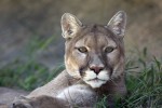 Eastern Cougar: No Longer Endangered. That’s Not a Good Thing.