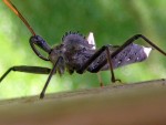 Have You Seen This? Assassin Bug