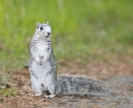 Giant Squirrel Back in Business: the Recovery of the Delmarva Fox Squirrel