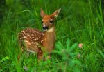 What to Do (and Not Do) If You Find a Baby Deer