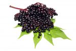 Let’s Talk About Elderberry for Cold and Flu